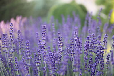 Close-up of purple flowering plants