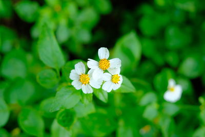 Close-up of white flowering plant