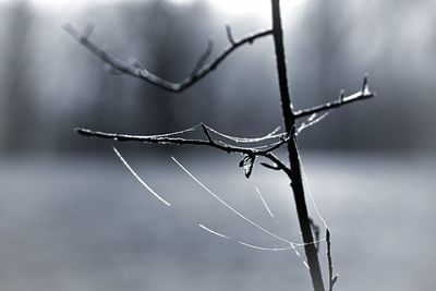 branch
