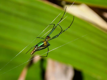 Close-up of spider on web