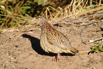 Crested francolin in strong morning sun