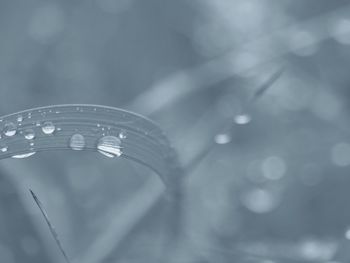 Close-up of water drops on leaf