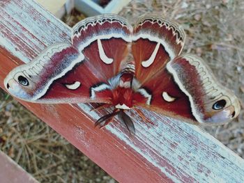 High angle view of butterfly on wood