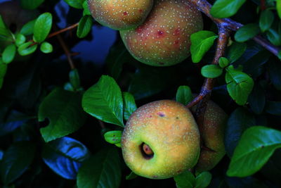 Close-up of apples growing outdoors