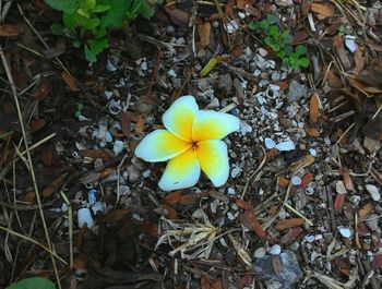High angle view of frangipani blooming on field