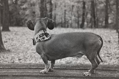 Close-up of dachshund