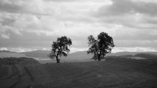 Trees on field against sky