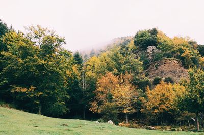 Trees in forest against sky during autumn