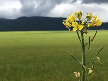 Close-up of yellow flowering plant on field