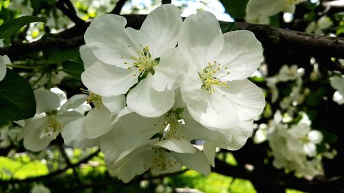 Close-up of white cherry blossoms in spring