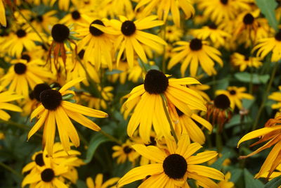 Close-up of yellow daisy flowers