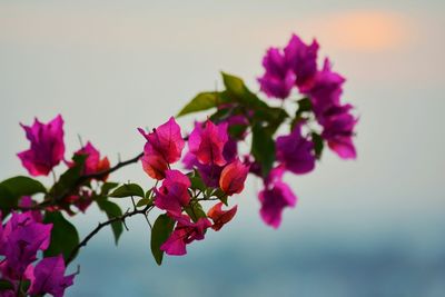 Close-up of pink flowers blooming against sky