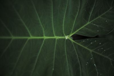 Full frame shot of green leaves