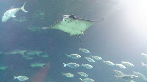 Close-up of fish swimming in aquarium