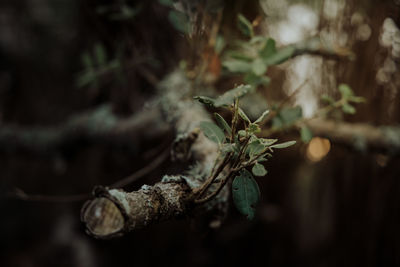 Close-up of wilted plant