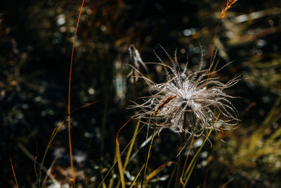 Close-up of wilted dandelion flower on field