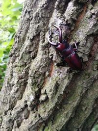 Close-up of insect on tree trunk