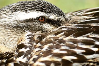 Close-up of bird