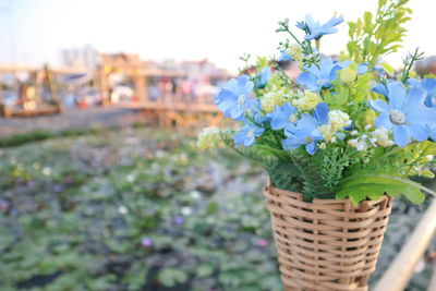 Close-up of purple flowering plants in basket