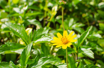 Close-up of yellow flowers blooming outdoors