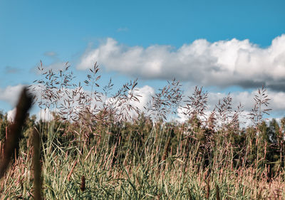 Plants growing on field against sky