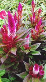 Close-up of pink flowers