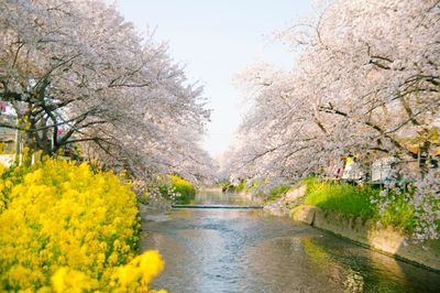 Scenic view of river amidst flowering trees against sky