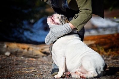 Low section of man with english bulldog on field