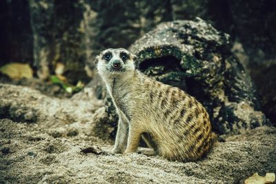 Portrait of lizard on rock