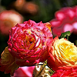 Close-up of rose bouquet