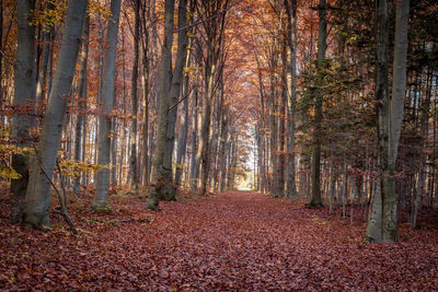 Trees in forest during autumn