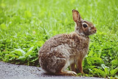 Side view of a rabbit on field