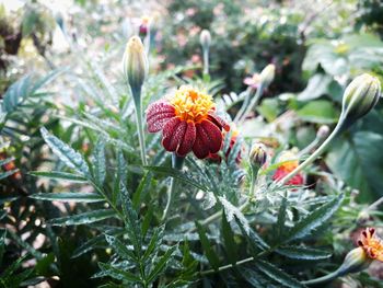 Close-up of flowering plant