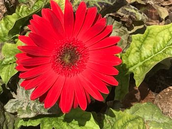 Close-up of red flower blooming outdoors