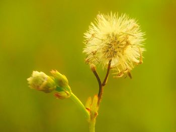 Close-up of flower against blurred background