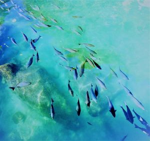 Flock of fish swimming in sea