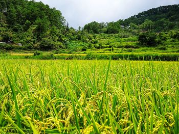 Scenic view of agricultural field against sky