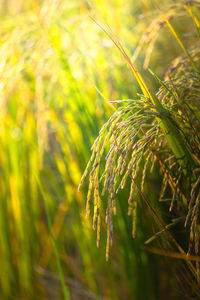 Close-up of fresh green plant