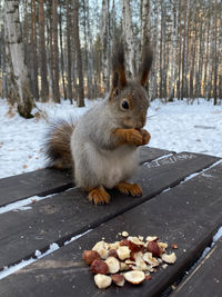 Squirrel eating food in winter