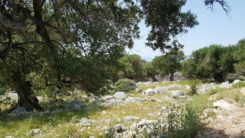 Scenic view of river in forest against sky