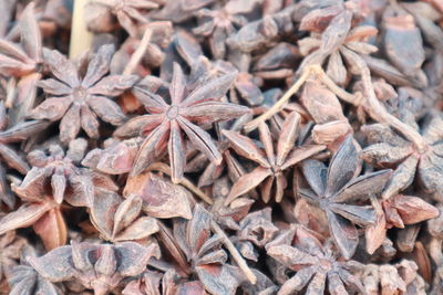 Full frame shot of dried leaves