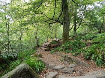Trees growing in forest