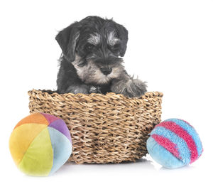 Close-up of puppy in wicker basket against white background