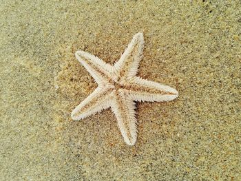 High angle view of dead starfish on shore