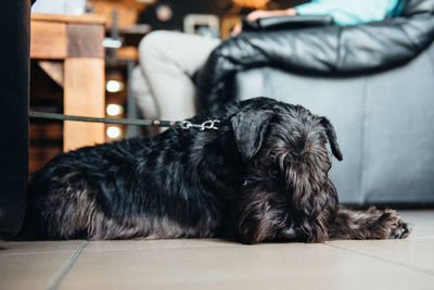 Close-up of black dog sleeping