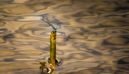 Close-up of insect on stem against rippled water