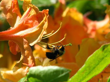 Close-up of insect on flower