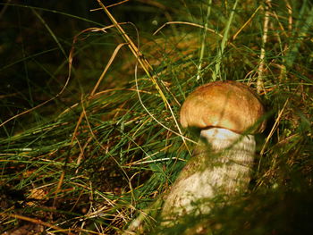 Mushrooms growing on field