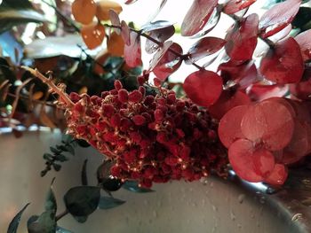 Close-up of red flowers