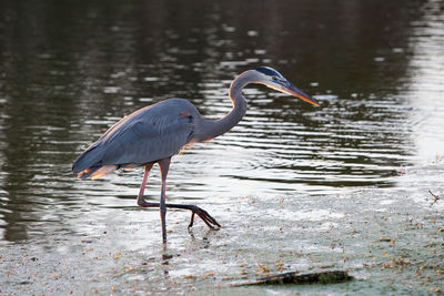 Side view of gray heron walking at lakeshore